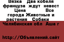  Вязка ! Два кобеля француза ,ждут  невест.. › Цена ­ 11 000 - Все города Животные и растения » Собаки   . Челябинская обл.,Аша г.